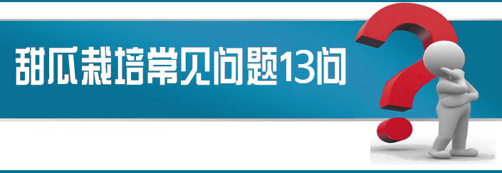 蔬菜種子栽培技術(shù)-<strong><font color='#006428'>甜瓜栽培常見(jiàn)問(wèn)題13問(wèn)？</font></strong>