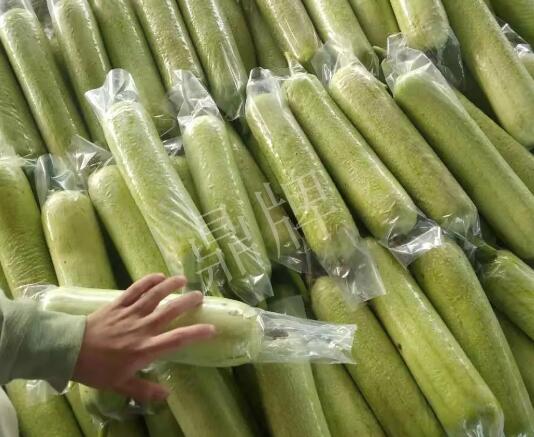 蔬菜種子種植戶客戶點評-這個絲瓜每畝能掙3萬，惠州客戶很滿意！