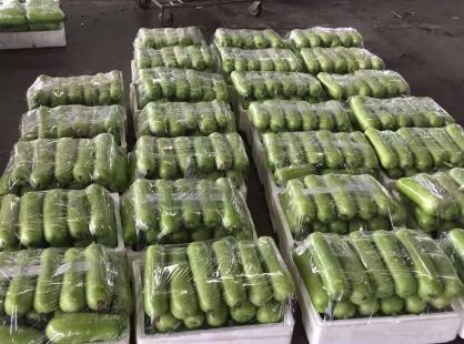 蔬菜種子種植戶客戶點評-上市早，價格好！我連續(xù)種了三年，滿意！