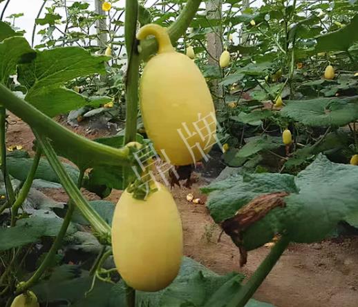 蔬菜種子種植戶客戶點評-上市了，14元/公斤。河南客戶發(fā)來…