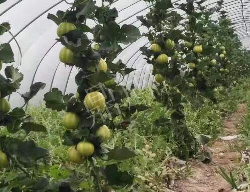 蔬菜種子種植戶客戶點評-我的乖乖，一株坐果15個，6元1斤，好賣得很！