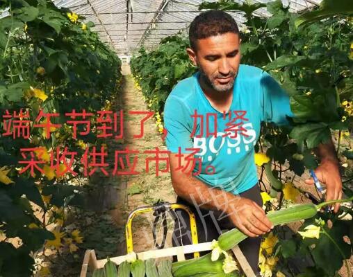 蔬菜種子種植戶客戶點評-羨慕！每公斤24元，“優(yōu)比1號”在法國的表現(xiàn)…