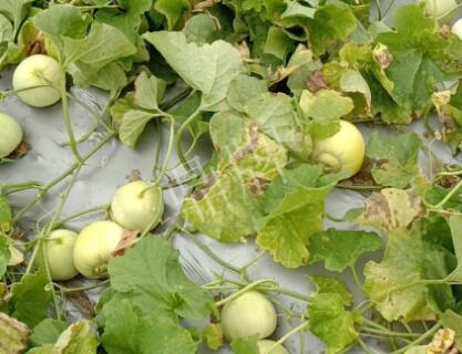 蔬菜種子種植戶客戶點評-低溫寡照的天氣，它仍然優(yōu)秀！