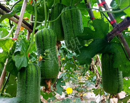蔬菜種子種植戶客戶點(diǎn)評(píng)-這個(gè)新品種，讓我“頭痛”…