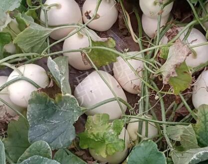 蔬菜種子種植戶客戶點評-“甜，真甜，真是甜！”