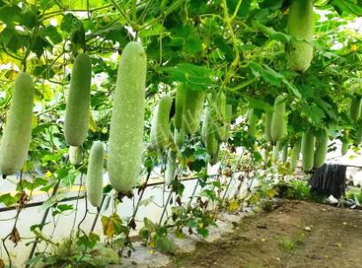 蔬菜種子種植戶客戶點評-我種的冬瓜，肉緊味甜，按個賣！