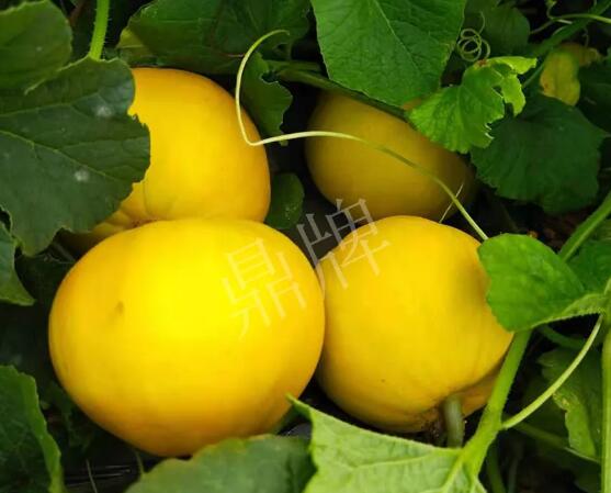 蔬菜種子種植戶客戶點評-純賺50萬，我這個“張大膽”榮光了一把！