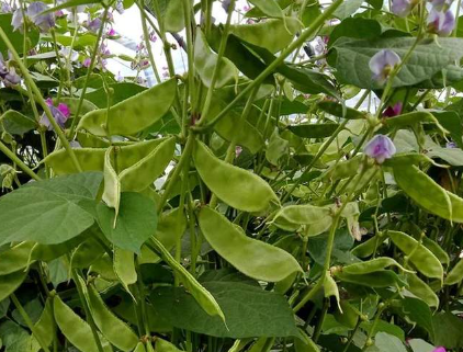 蔬菜種子種植戶客戶點(diǎn)評-一梭梭的，真是結(jié)坨了，“特早春”扁豆市斤批價達(dá)到10元