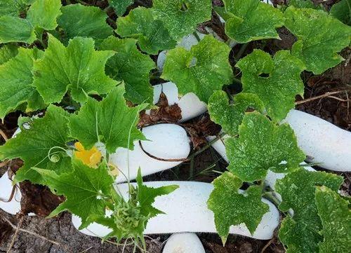 您種植過“堆堆瓜”嗎？看一看，地上全是瓜！一睹芳容
