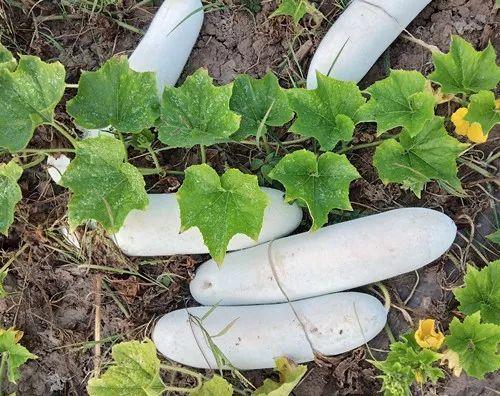您種植過“堆堆瓜”嗎？看一看，地上全是瓜！一睹芳容