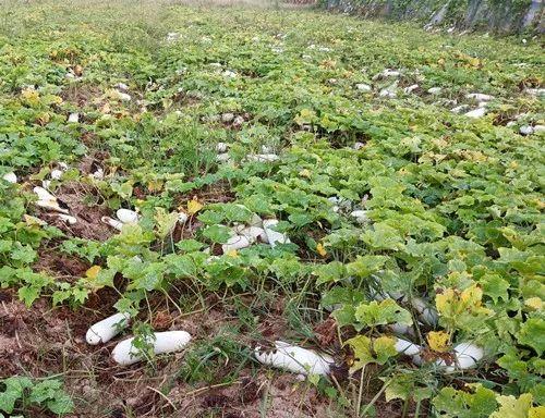 您種植過“堆堆瓜”嗎？看一看，地上全是瓜！一睹芳容