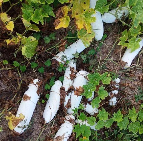 您種植過“堆堆瓜”嗎？看一看，地上全是瓜！一睹芳容