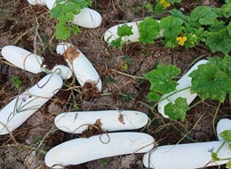 蔬菜種子種植戶客戶點評-您種植過“堆堆瓜”嗎？看一看，地上全是瓜！一睹芳容！