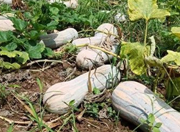 蔬菜種子種植戶客戶點評-一袋種子100粒，輕松賺回3000元...