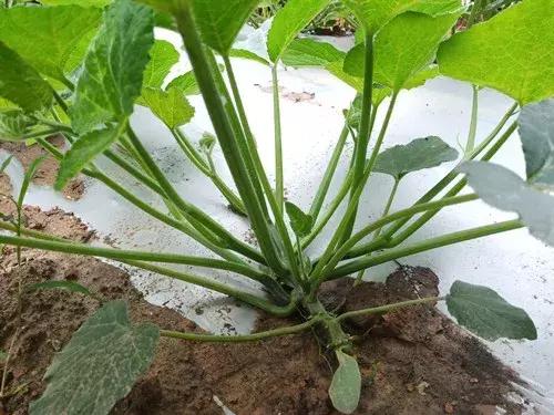 菜農(nóng)種植無需噴農(nóng)藥的蔬菜，不僅栽培簡單、而且效益高
