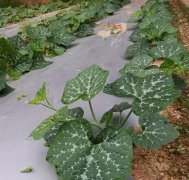 蔬菜種子種植戶客戶點評-無需噴農(nóng)藥的蔬菜，栽培簡單、效益高！