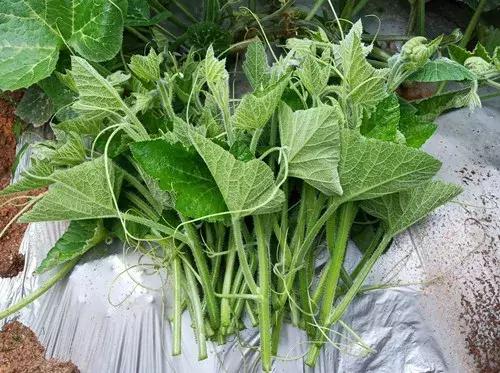 菜農(nóng)種植無需噴農(nóng)藥的蔬菜，不僅栽培簡單、而且效益高