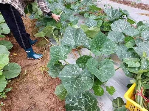 菜農(nóng)種植無需噴農(nóng)藥的蔬菜，不僅栽培簡單、而且效益高