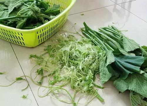 菜農(nóng)種植無需噴農(nóng)藥的蔬菜，不僅栽培簡單、而且效益高