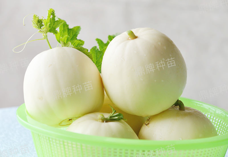 就這4個(gè)薄皮甜瓜，畝產(chǎn)萬斤很輕松，瓜果菜農(nóng)搶著種植