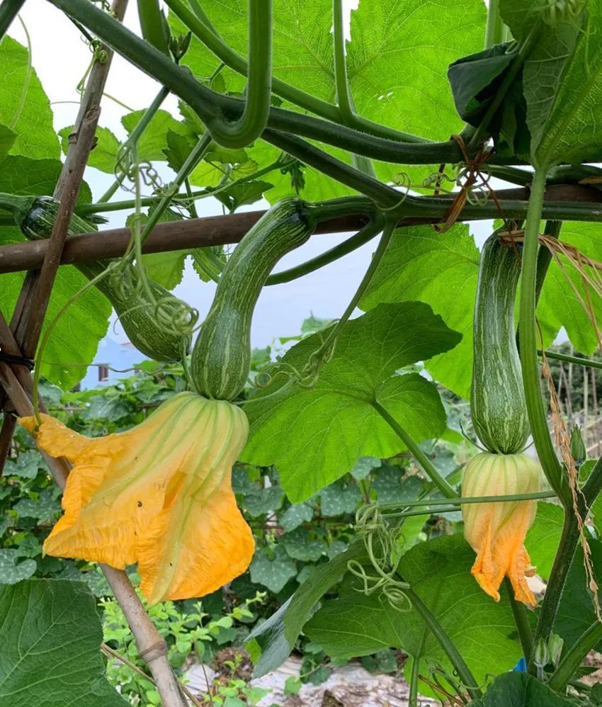 3元1斤的健美蜜本南瓜快成熟了，緬甸種植戶發(fā)來(lái)圖片與視頻