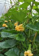 蔬菜種子種植戶客戶點(diǎn)評-在大棚內(nèi)栽培“健美蜜本”南瓜，怎么樣？看菜農(nóng)石昌斌發(fā)來的圖片