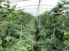 蔬菜種子種植戶客戶點(diǎn)評-這個品種，結(jié)瓜太夸張了！太恐怖了！