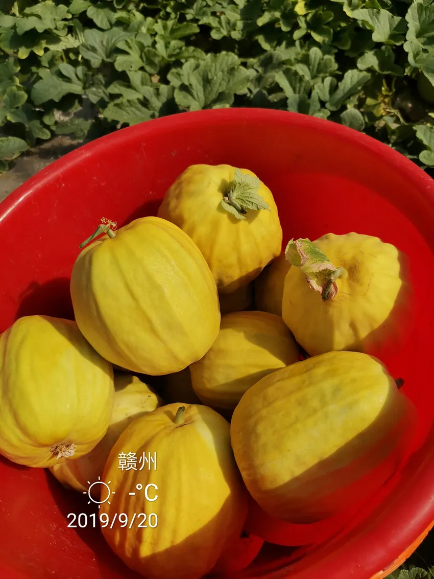 高溫季節(jié)種植甜瓜，什么品種最好？這個(gè)品種是秋季上市的專用品種