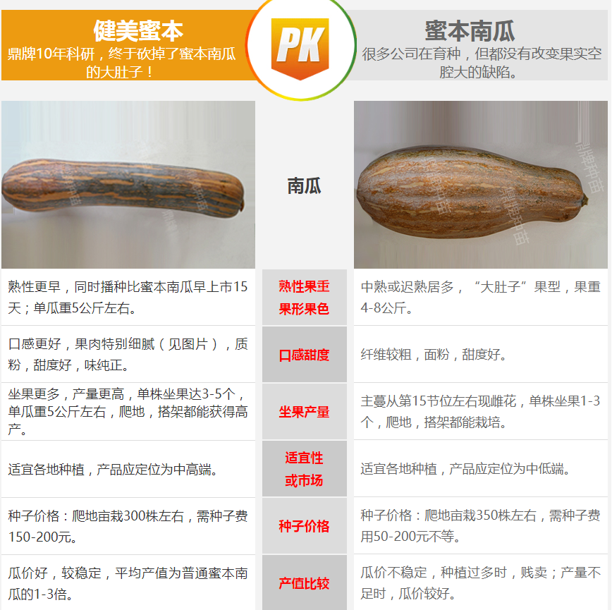 生吃都好吃南瓜新品種，沒有大肚子，肉質(zhì)更密致，農(nóng)戶試種下