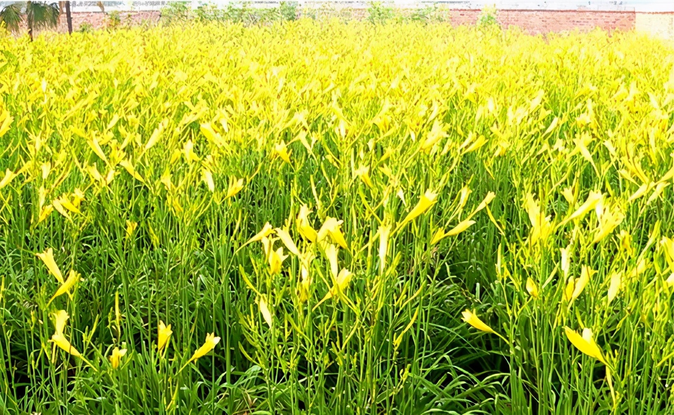 一斤接近20塊，原來它才是最火的國民蔬菜！全國都適種