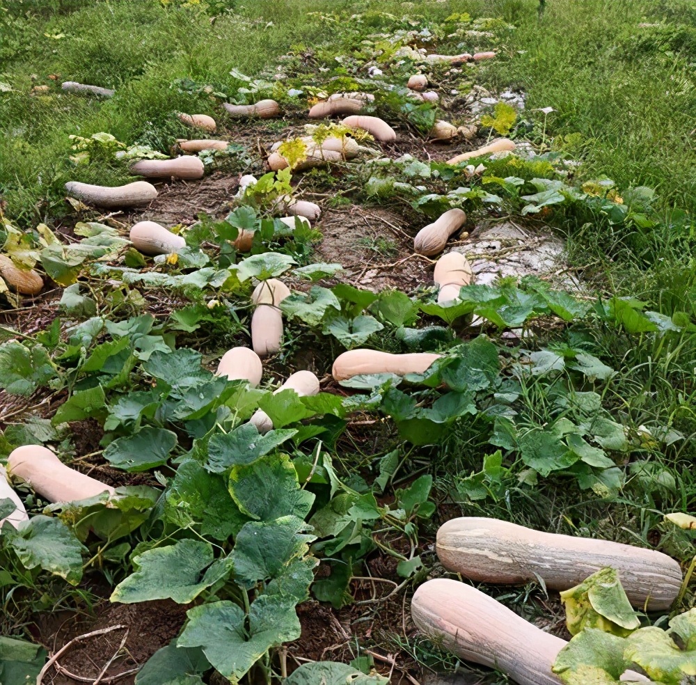 一位轉(zhuǎn)業(yè)后的特種兵，辦農(nóng)場(chǎng)種瓜菜，靠1個(gè)優(yōu)點(diǎn)，年賺200萬(wàn)