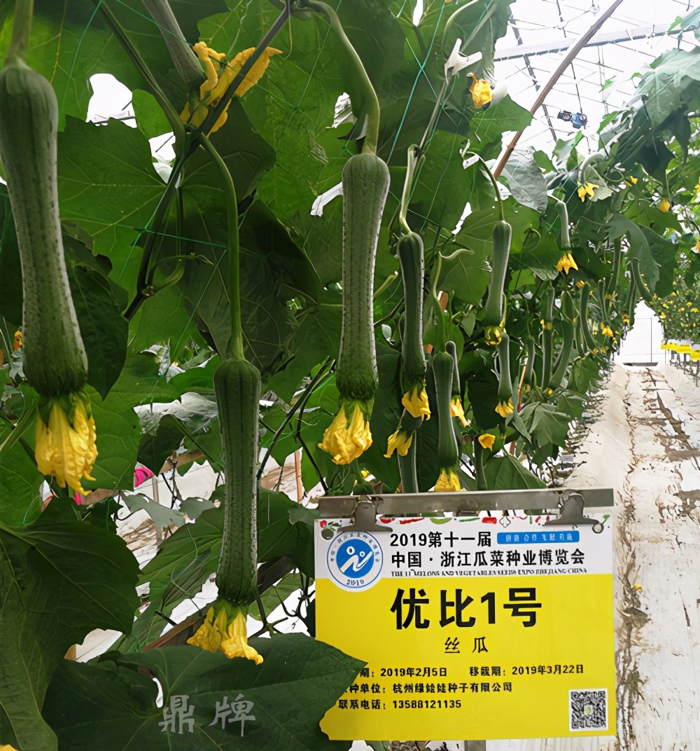 這個絲瓜畝產(chǎn)可達8000公斤，菜農(nóng)2021年致富的絲瓜品種