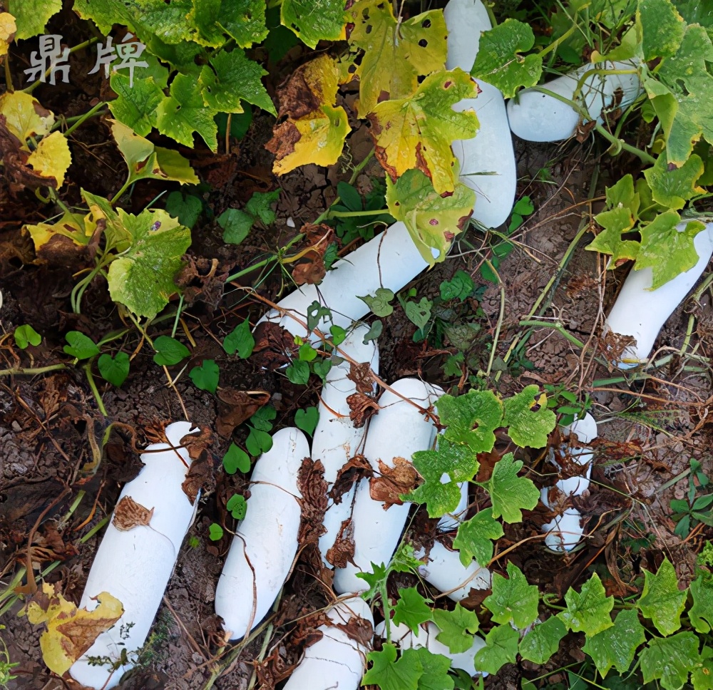 畝產(chǎn)值可達(dá)3萬(wàn)元的冬瓜終上市，21年科研沉淀成就它