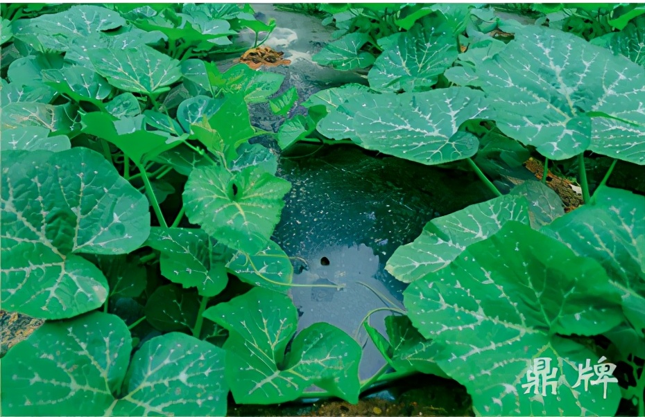 種這種綠葉菜，栽培輕松，畝產(chǎn)值過萬元，菜農(nóng)表示很劃算