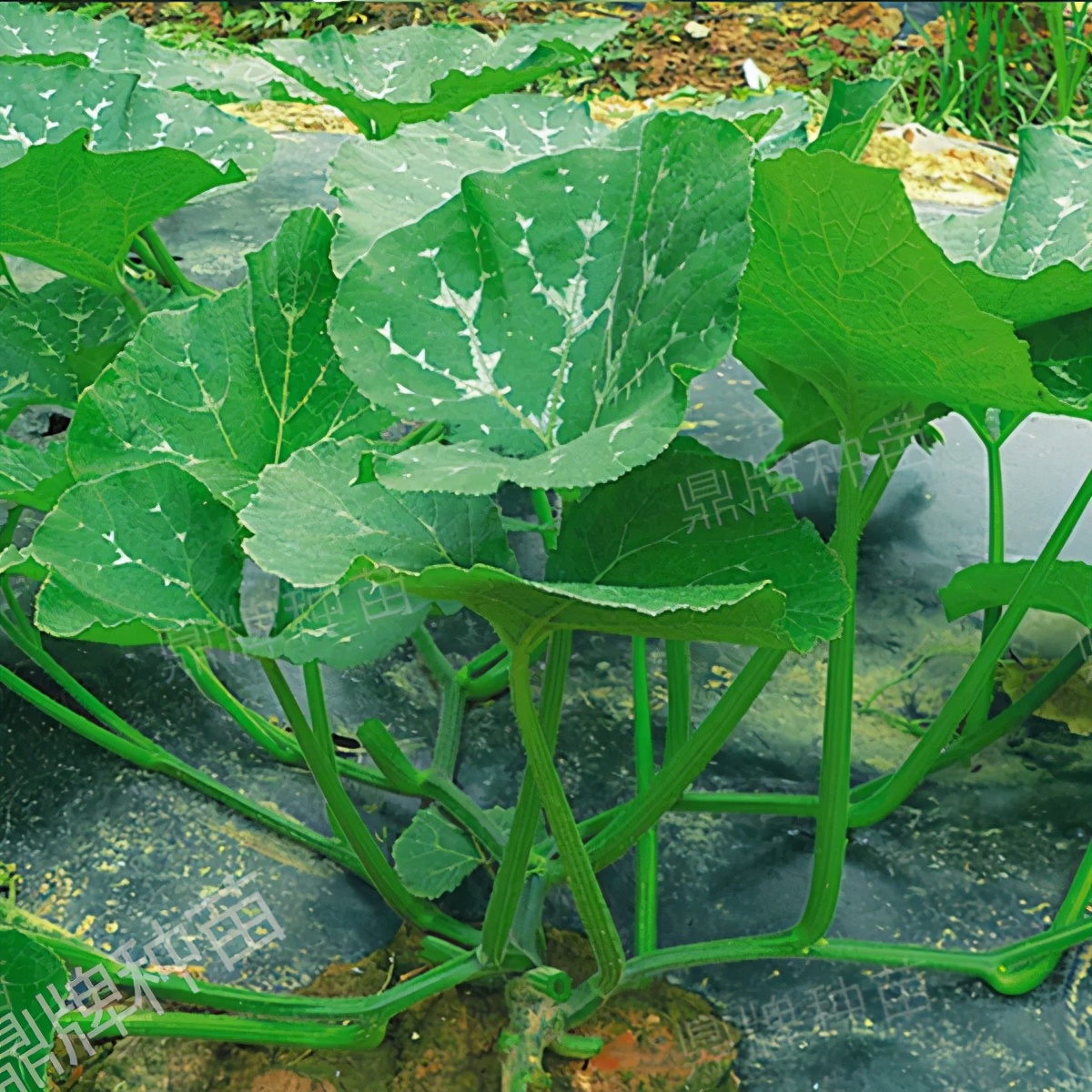 種這種綠葉菜，栽培輕松，畝產(chǎn)值過萬元，菜農(nóng)表示很劃算
