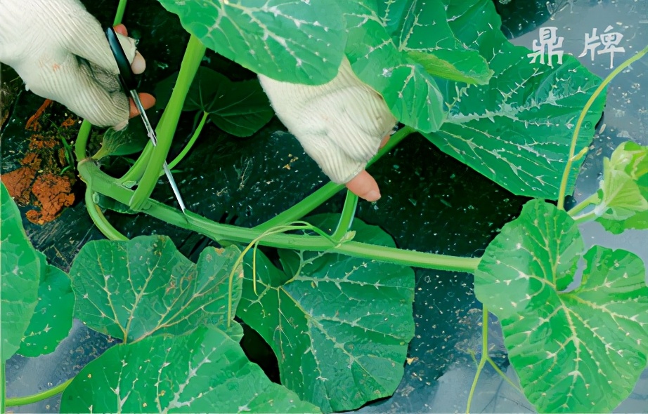 種這種綠葉菜，栽培輕松，畝產(chǎn)值過萬元，菜農(nóng)表示很劃算