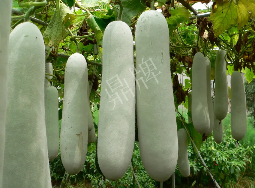 這個(gè)品種太優(yōu)秀了！耐儲耐運(yùn)，適合大面積種植，菜農(nóng)瓜販都喜歡
