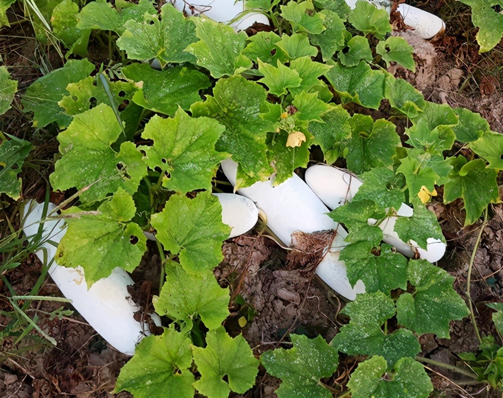 這個(gè)品種太優(yōu)秀了！耐儲耐運(yùn)，適合大面積種植，菜農(nóng)瓜販都喜歡