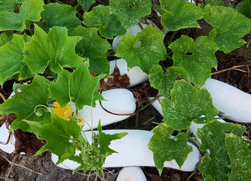 這個(gè)品種太優(yōu)秀了！耐儲耐運(yùn)，適合大面積種植，菜農(nóng)瓜販都喜歡