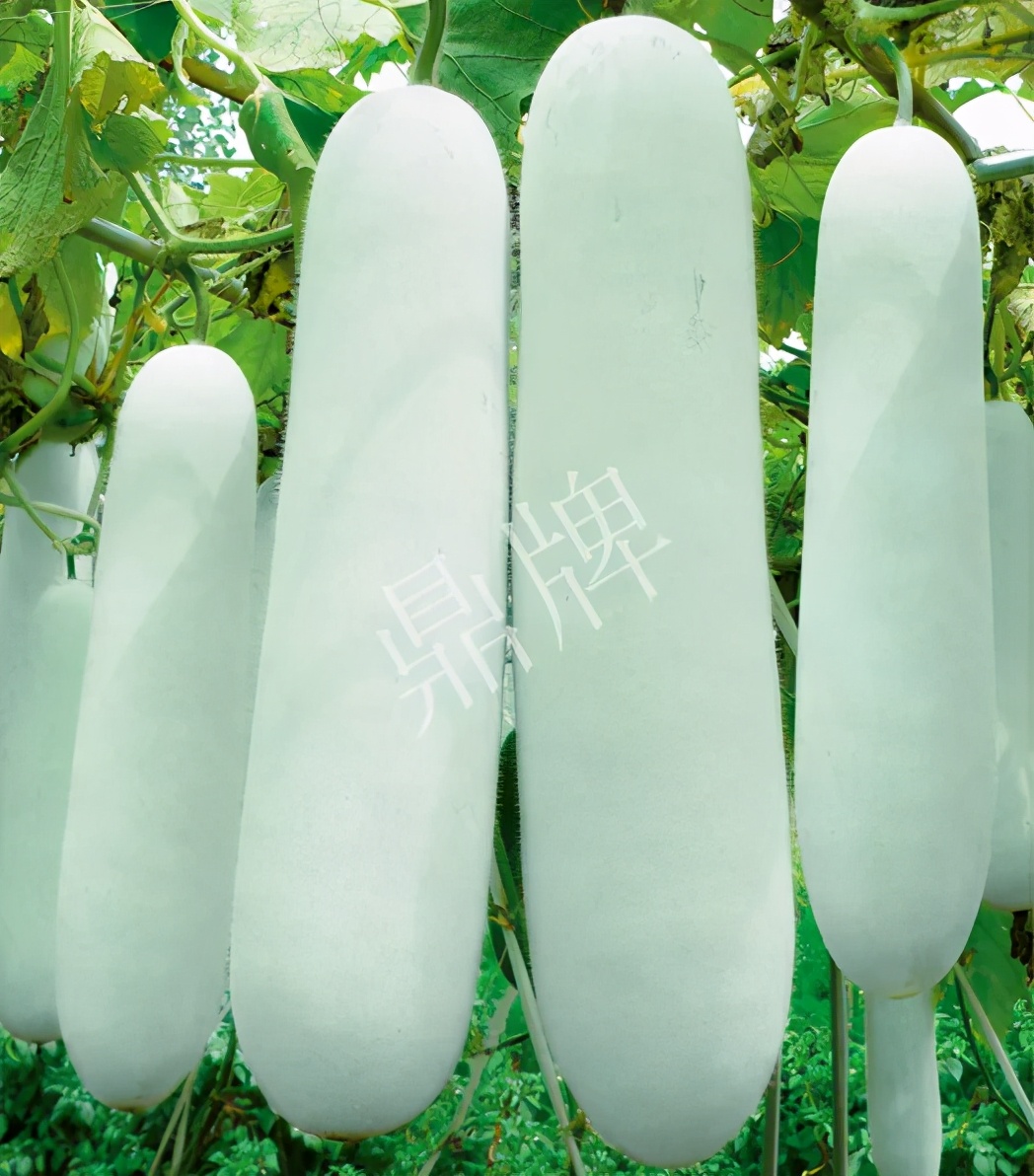 這個(gè)品種太優(yōu)秀了！耐儲耐運(yùn)，適合大面積種植，菜農(nóng)瓜販都喜歡