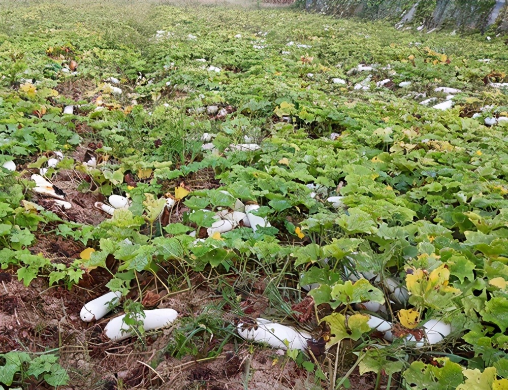 這個(gè)品種太優(yōu)秀了！耐儲耐運(yùn)，適合大面積種植，菜農(nóng)瓜販都喜歡