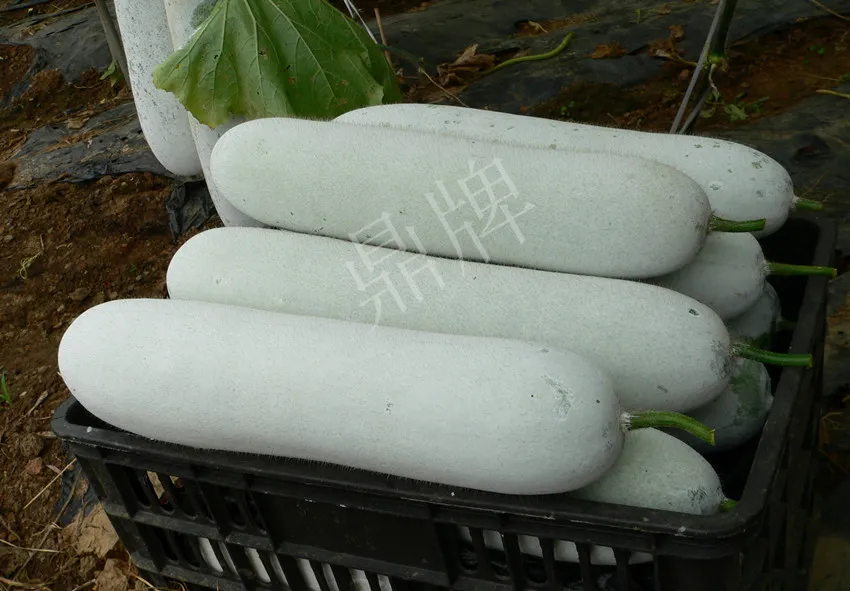 這個(gè)品種太優(yōu)秀了！耐儲耐運(yùn)，適合大面積種植，菜農(nóng)瓜販都喜歡
