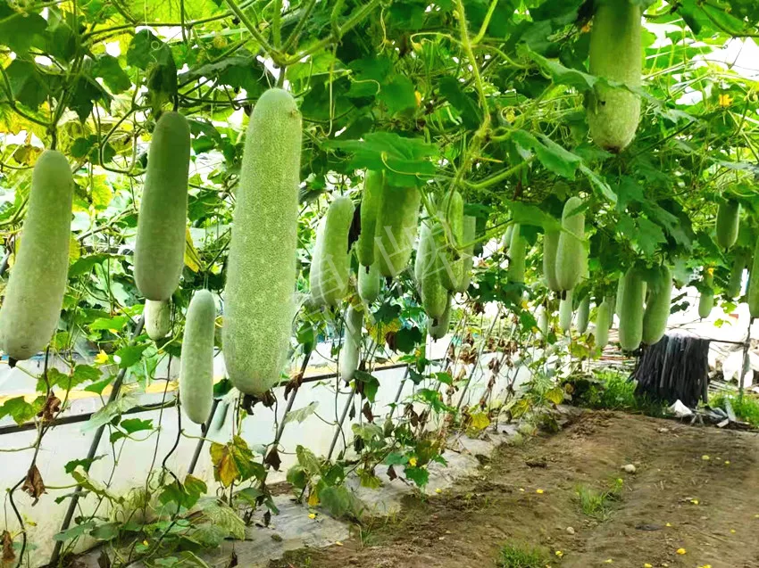 什么品種的冬瓜按個買？價格是同期黑皮冬瓜五倍