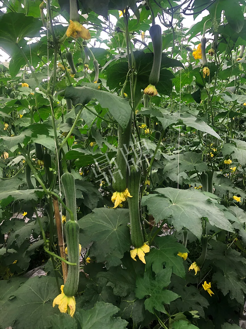 這個絲瓜怎么種都優(yōu)秀！賣價和產量都很高