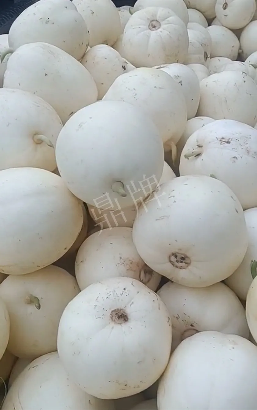 河南焦作的李向林今年種植甜瓜新品種，客戶直接拉貨走人