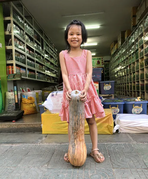 四川農(nóng)戶今年種“健美蜜本”南瓜產(chǎn)量高，品質(zhì)好，感覺(jué)巴適得很