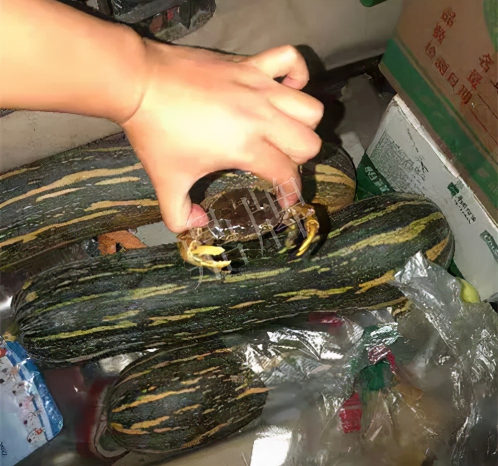 四川農(nóng)戶今年種“健美蜜本”南瓜產(chǎn)量高，品質(zhì)好，感覺(jué)巴適得很