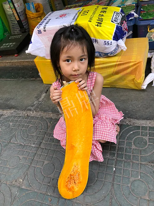 四川農(nóng)戶今年種“健美蜜本”南瓜產(chǎn)量高，品質(zhì)好，感覺(jué)巴適得很