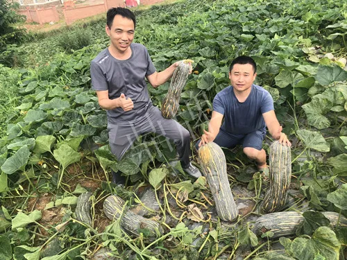 四川農(nóng)戶今年種“健美蜜本”南瓜產(chǎn)量高，品質(zhì)好，感覺(jué)巴適得很