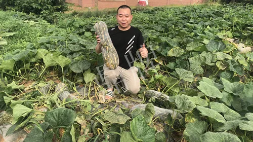 四川農(nóng)戶今年種“健美蜜本”南瓜產(chǎn)量高，品質(zhì)好，感覺(jué)巴適得很